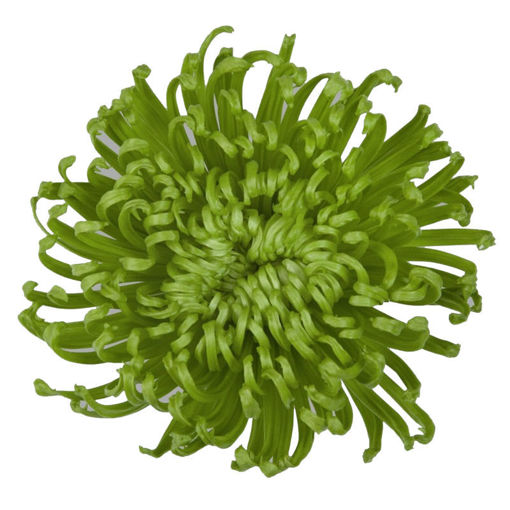 Picture of Chrysant. Anastasia Dark Green