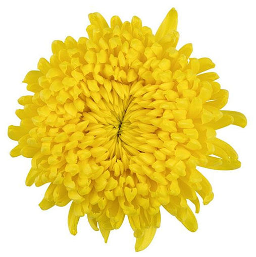 Picture of Chrysant. Football mum Astroid