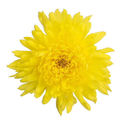 Picture of Chrysant. Disbud Kournikova