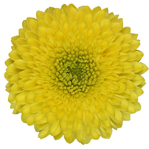 Picture of Chrysant. Disbud Paladov