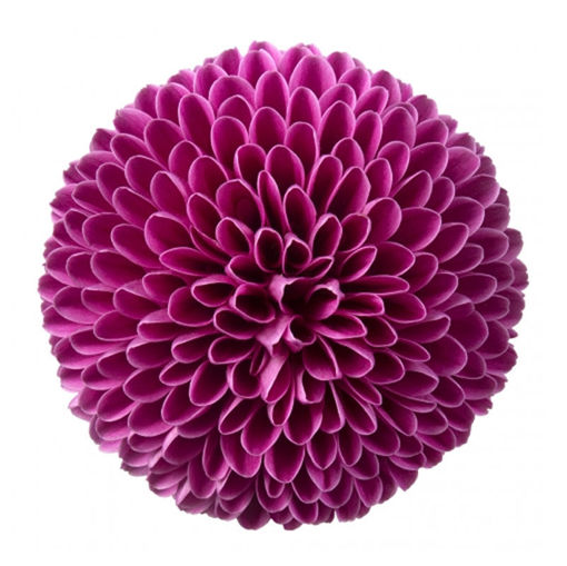 Picture of Chrysant. Ball Gustav