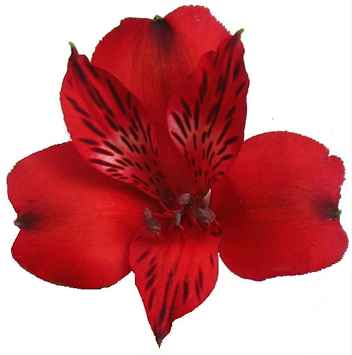 Picture of Alstroemeria Nadya