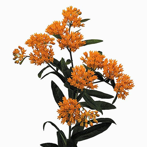 Picture of Asclepia Tuberosa - orange