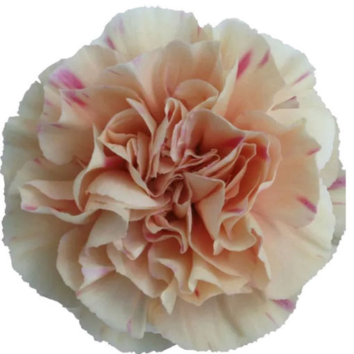 Picture of Carnation Apple Tea