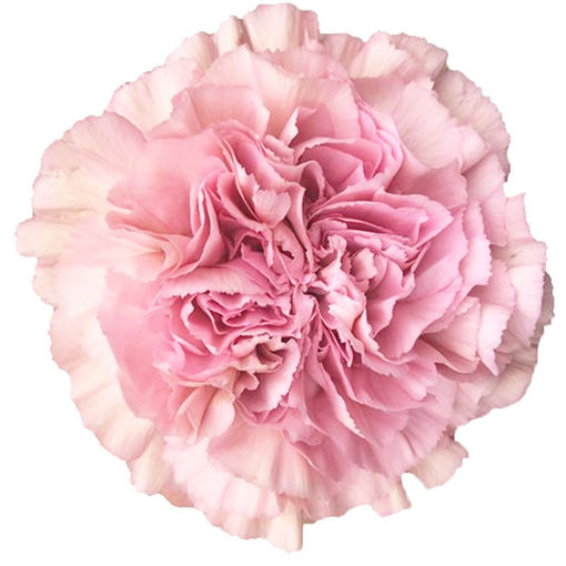 Picture of Carnation Lege Pink