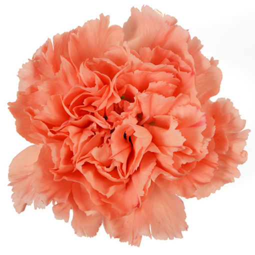 Picture of Carnation Orange