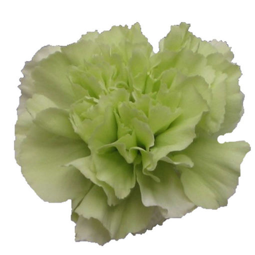 Picture of Carnation Prado