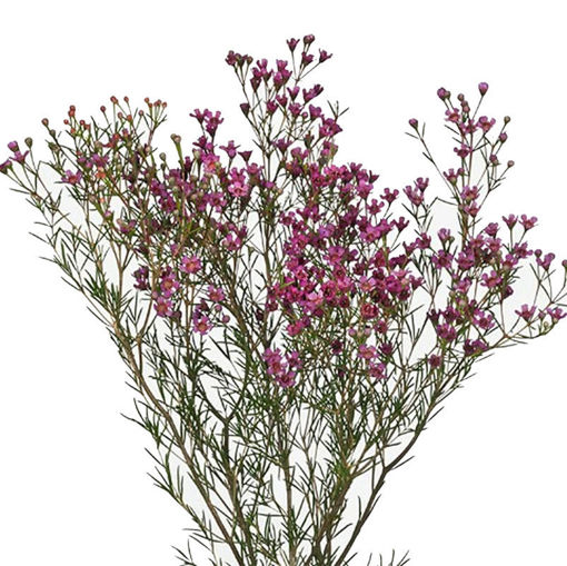 Picture of Wax Flower Jupiter