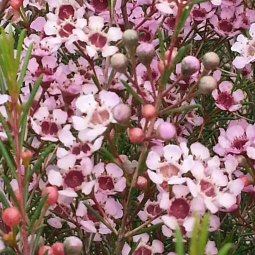 Picture of Wax Flower Early Nir