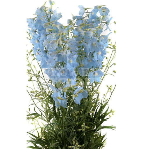 Picture of Delphinium Ballkleid