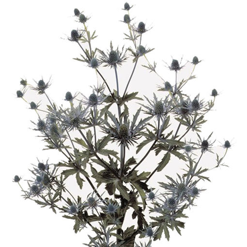 Picture of Eryngium Orion