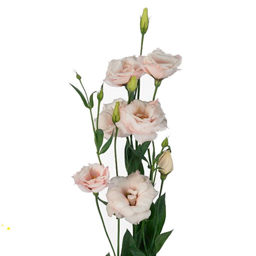 Picture of Lisianthus Arena Light Pink