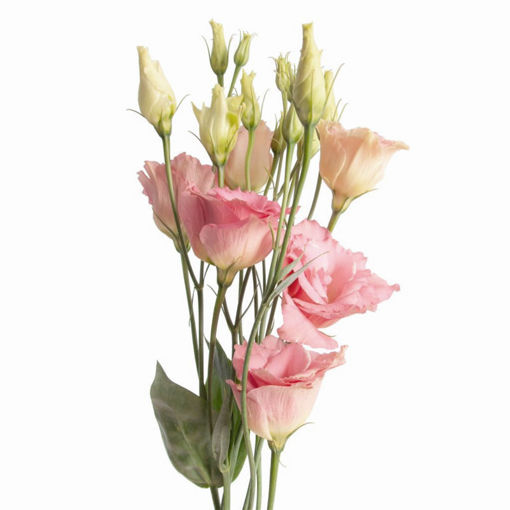 Picture of Lisianthus Arena Champagne