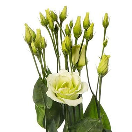 Picture of Lisianthus Rosita Green