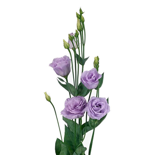 Picture of Lisianthus Rosita Lavender