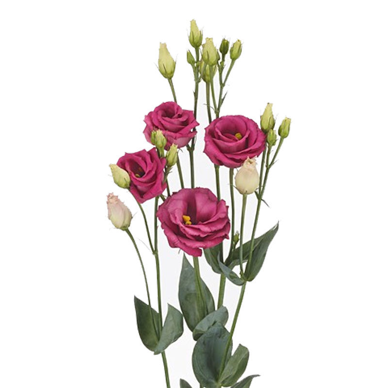 Lisianthus Rosita Red Cut Lisianthus | Flower Suppliers Wholesale Flowers Direct
