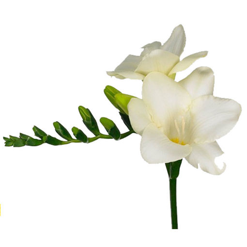 Picture of Freesia Ambience