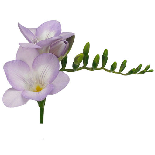 Picture of Freesia Bohemian