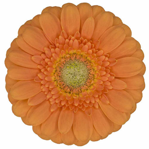 Picture of Germini Dory
