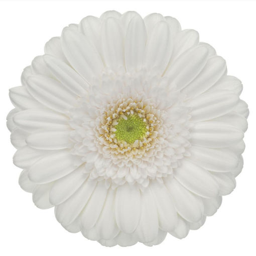 Picture of Germini Kimsey White