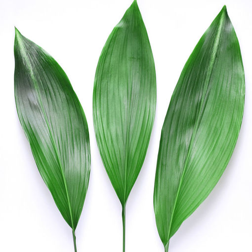 Picture of Aspidistra