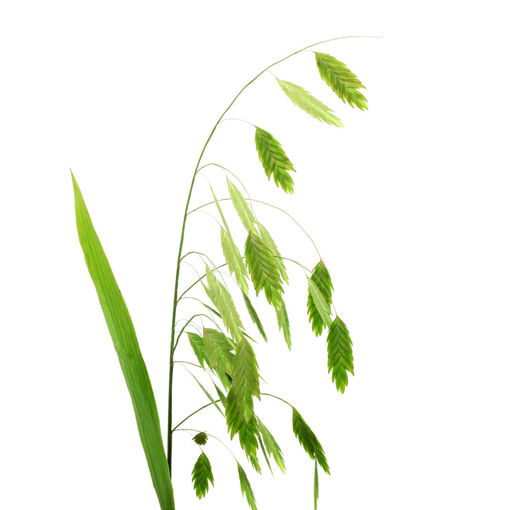 Picture of Chasmanthium Latifolium
