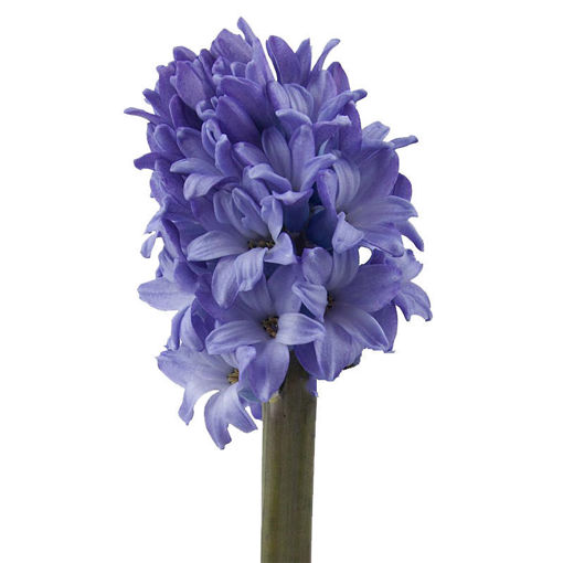 Picture of Hyacinth Minos