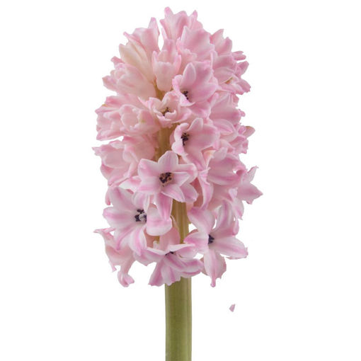 Picture of Hyacinth Fondant