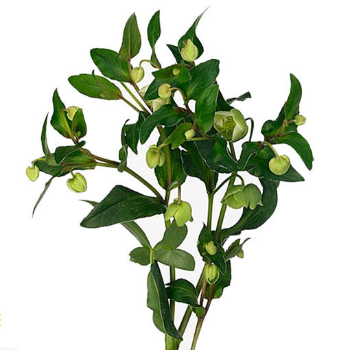 Picture of Helleborus Magnificent Bells