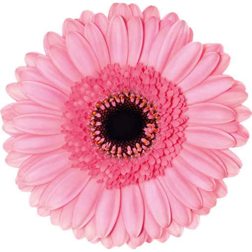 Picture of Germini Petticoat