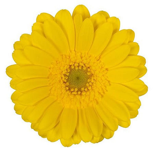 Picture of Germini Moreno