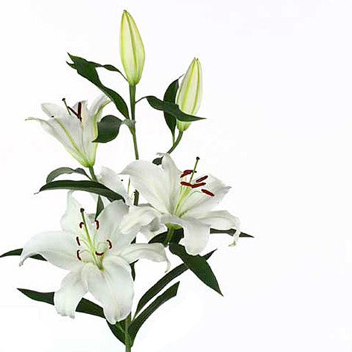 Picture of Lillium Oriental Santander