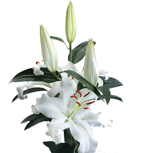 Picture of Lillium Oriental Helvetia