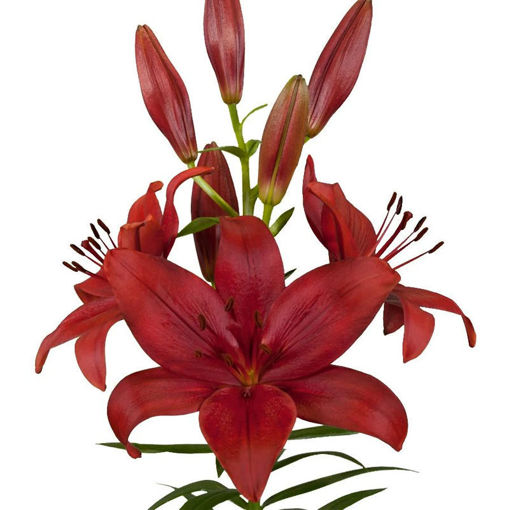 Picture of Lillium LA Corleone