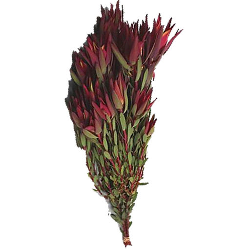 Picture of Leucadendron Blush Spray