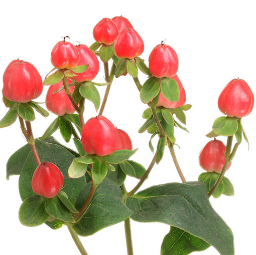 Picture of Hypericum Magical Triumph