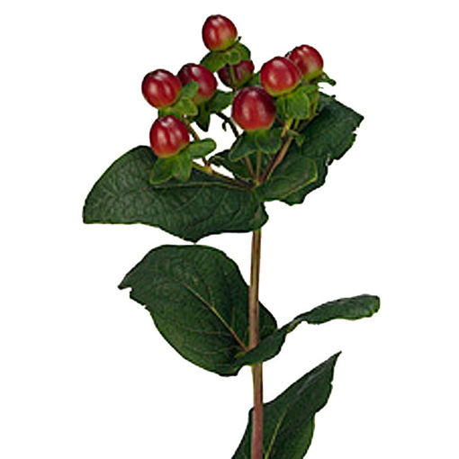 Picture of Hypericum Magical Seasons
