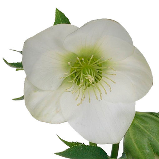 Picture of Helleborus Queens White