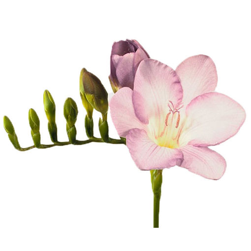Picture of Freesia Blue Moon