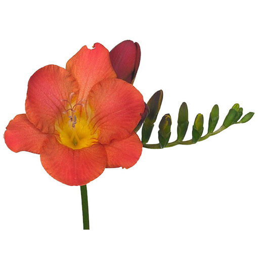 Picture of Freesia Acapulco