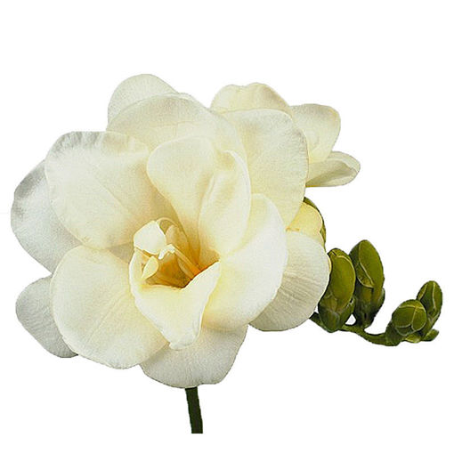 Picture of Freesia Volante