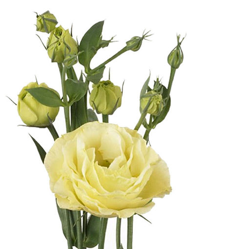 Picture of Lisianthus Rosita Yellow