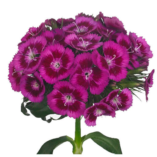 Picture of Dianthus Barbatus Purple