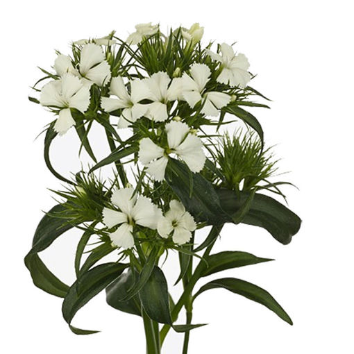 Picture of Dianthus Barbatus White