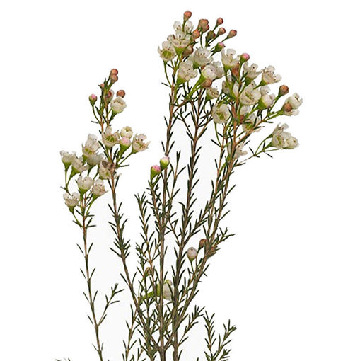Picture of Wax Flower Mi Tal