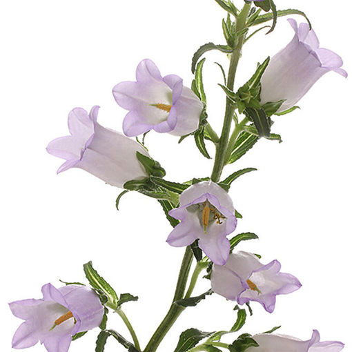Picture of Campanula Champion Lilac