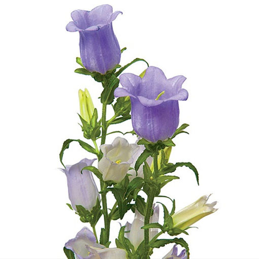 Picture of Campanula Champion Lavander
