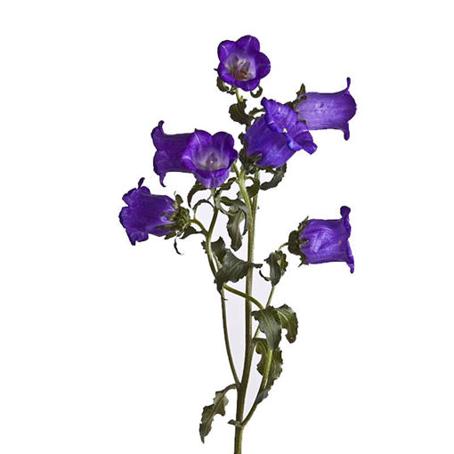 Picture of Campanula Champion Blue