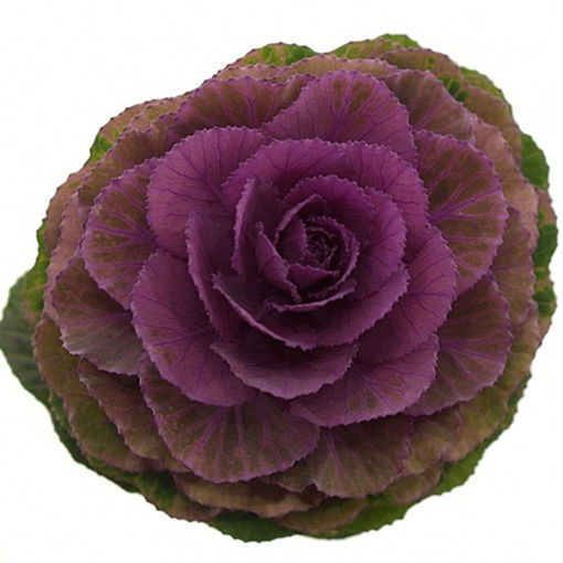 Picture of Brassica Crane Red