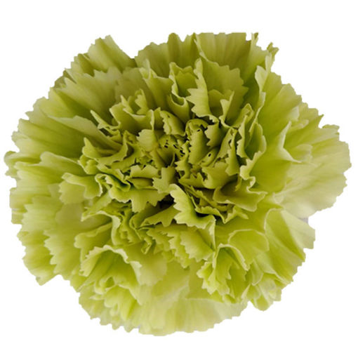 Picture of Carnation Goblin